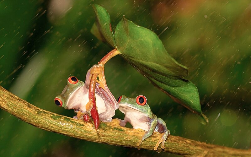 Red-eyed Tree Frogs — Green, Natural
