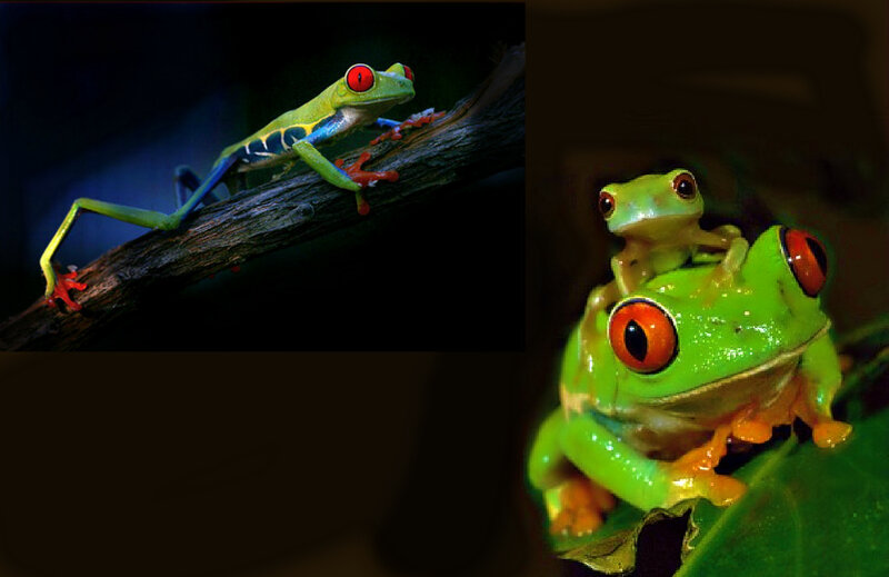 Red-eyed Tree Frogs — Green