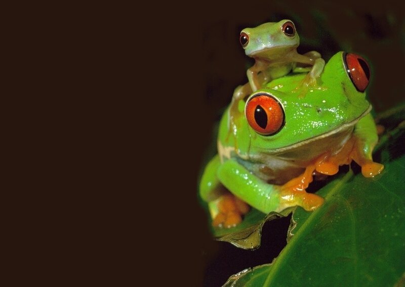 Red-eyed Tree Frogs
