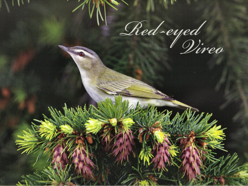 Red-eyed Vireo Bird