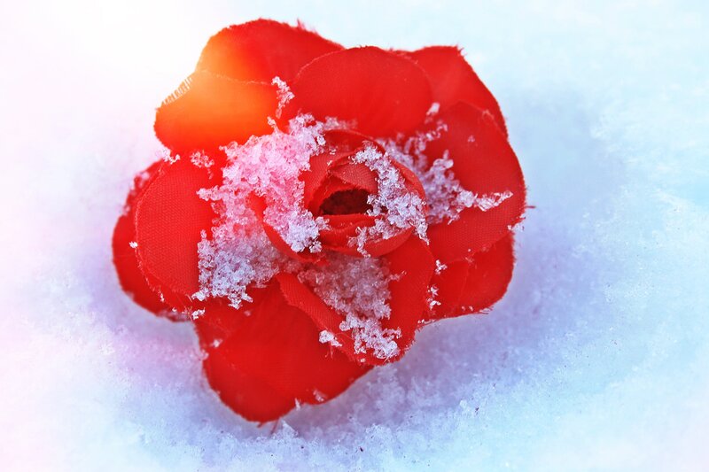 Red Fabric Rose in Snow
