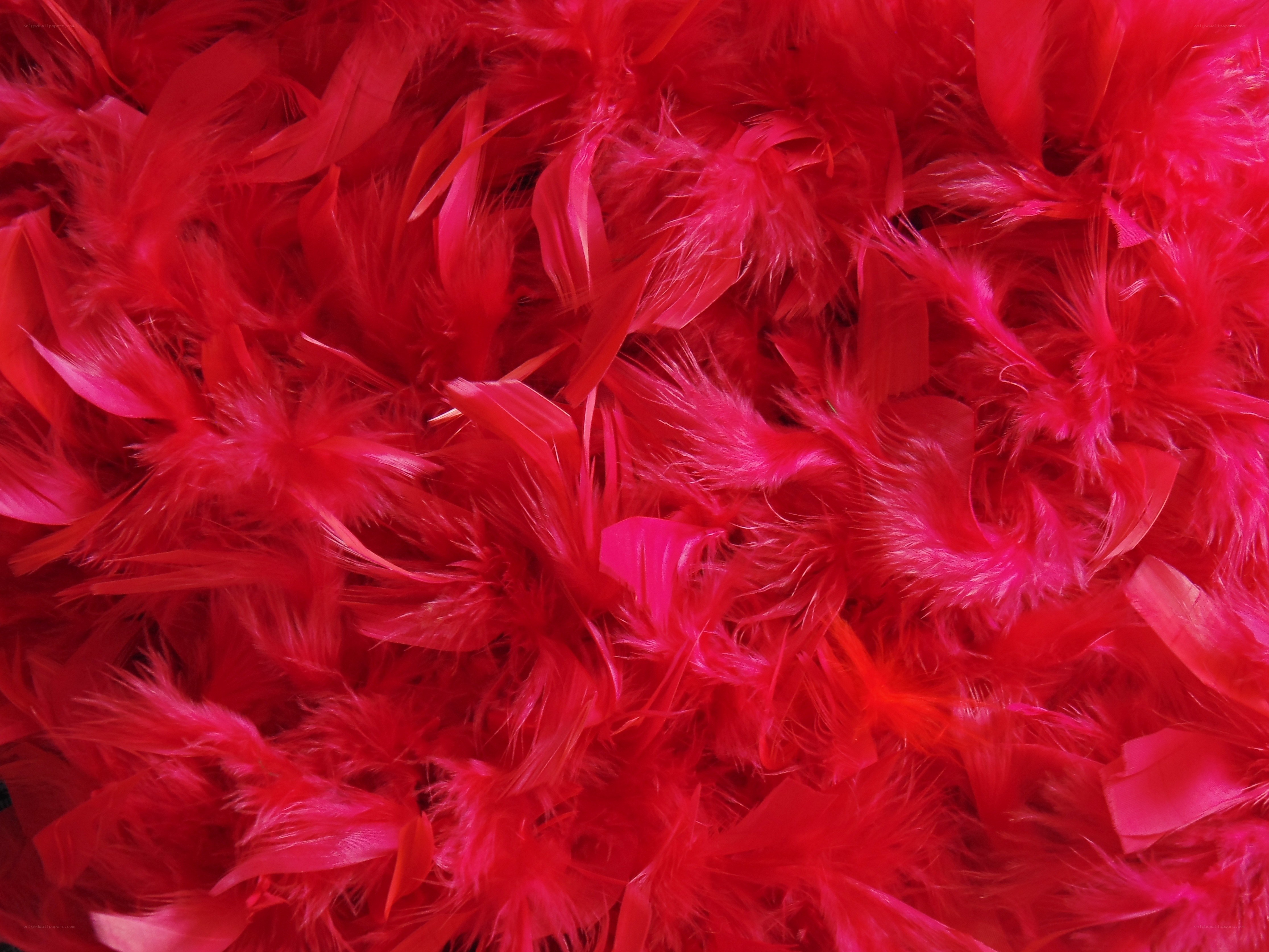 red feather boa texture
