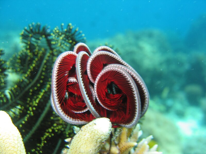 Red Feather Duster Worm