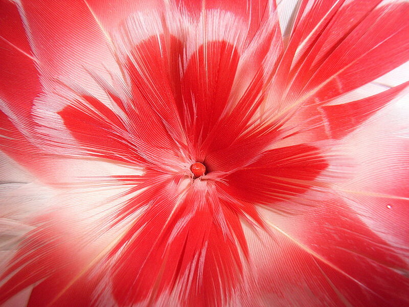 Red Feather Pattern