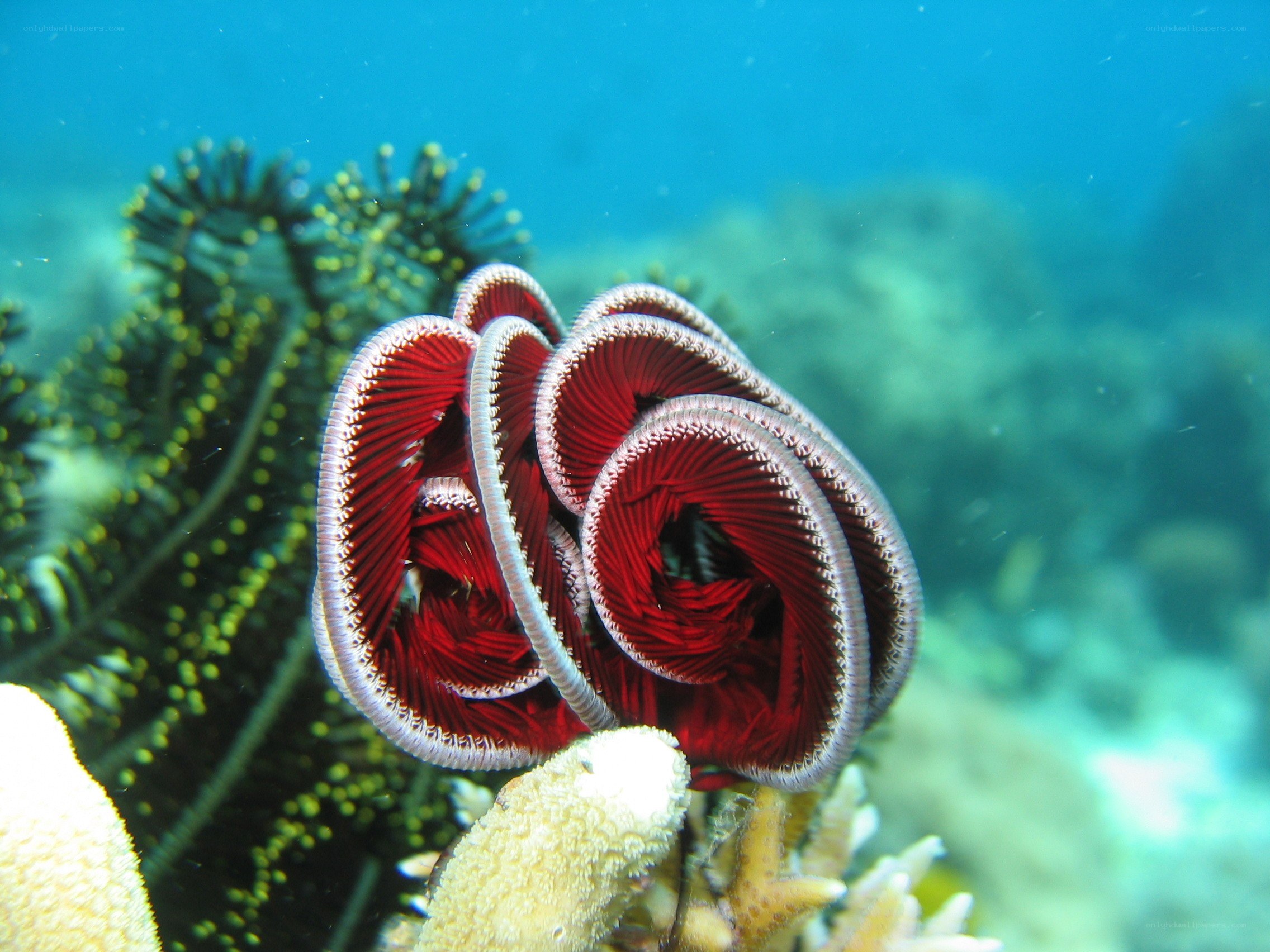 Red feather star on coral reef