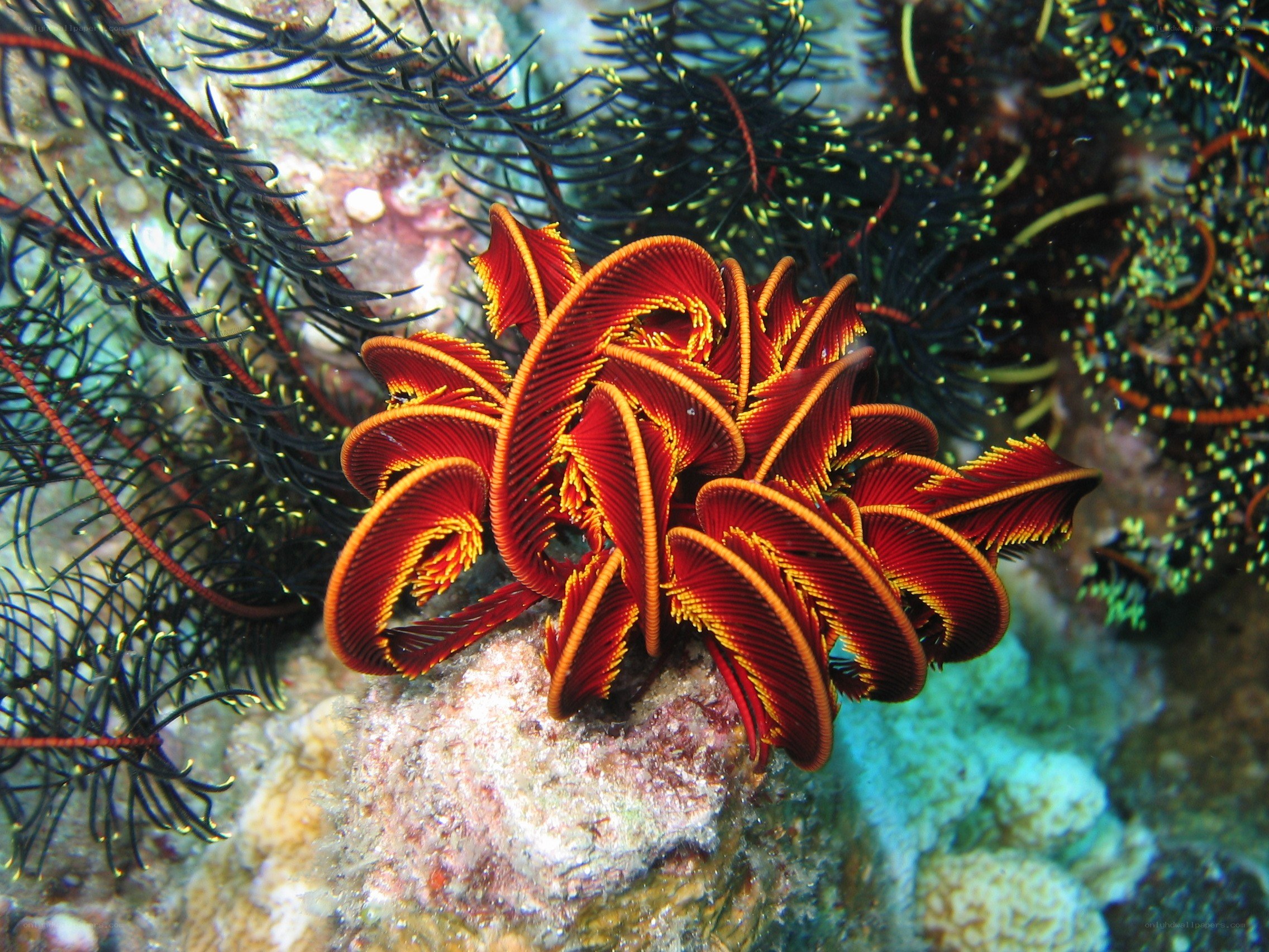 Red feather star on coral reef