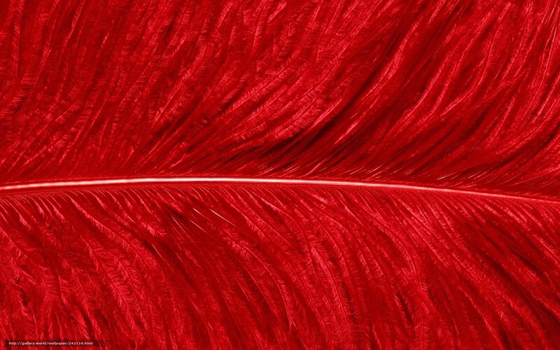 Red Feather Texture — Textured, Photograph