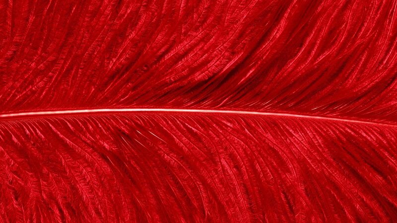 Red Feather Texture — Textured