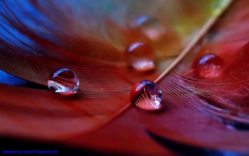 Red Feather with Water Droplets