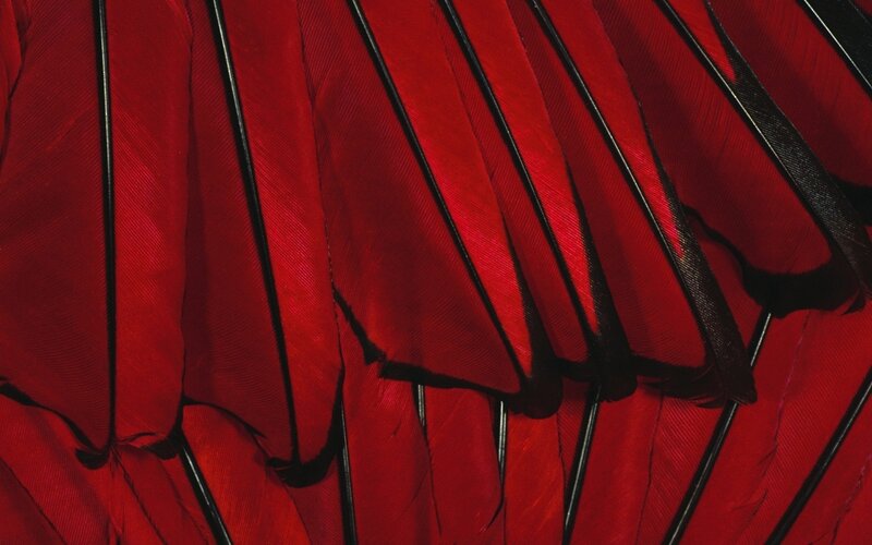 Red feathers in close-up