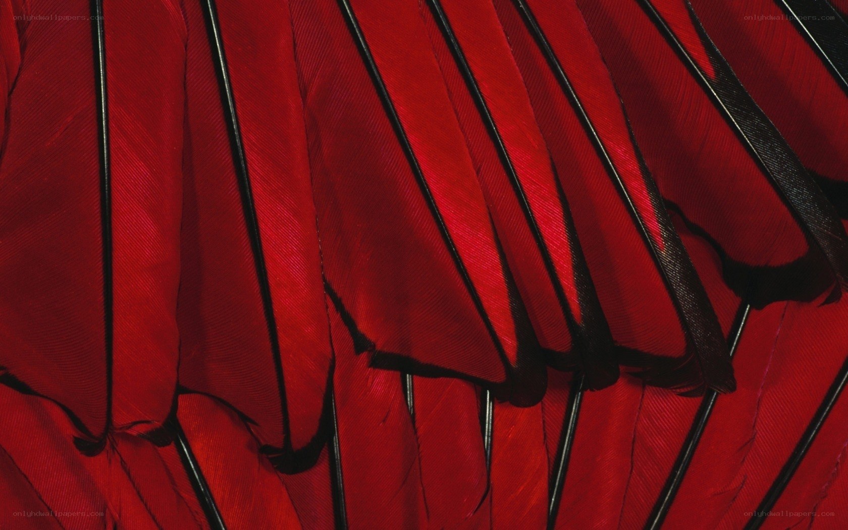 Red feathers in close-up