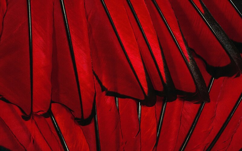 Red Feathers of a Bird — Dramatic
