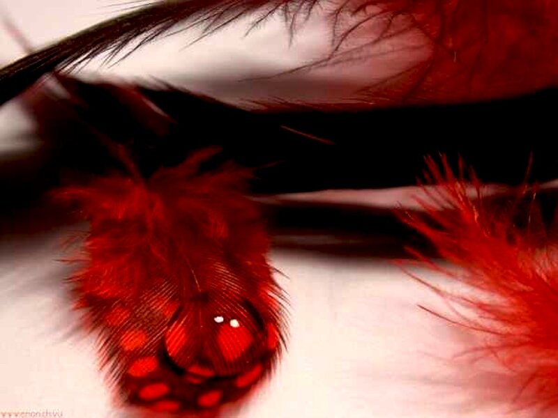 Red Feathers on White Surface
