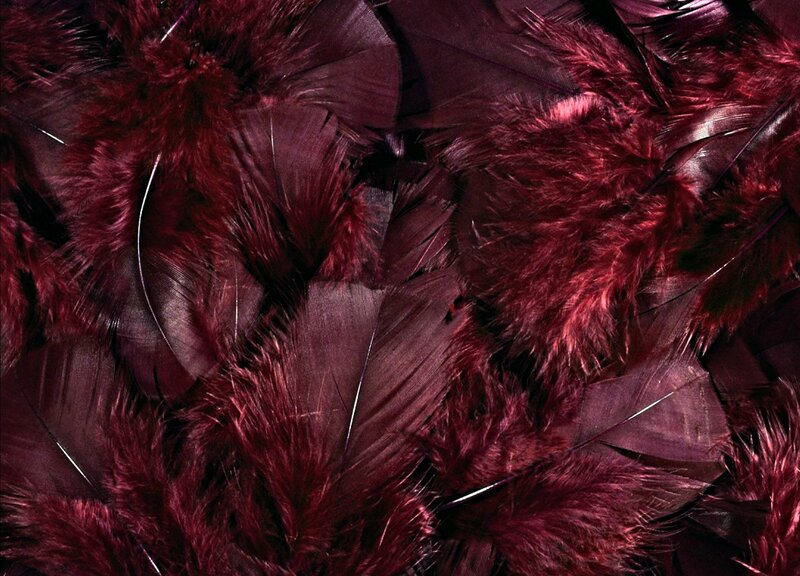 Red Feathers Texture