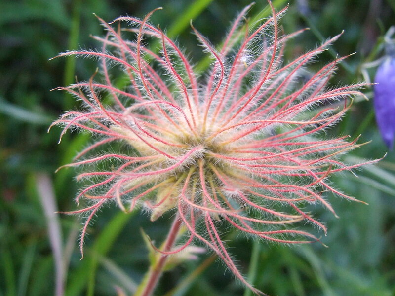 Red Feathery Flower — Natural