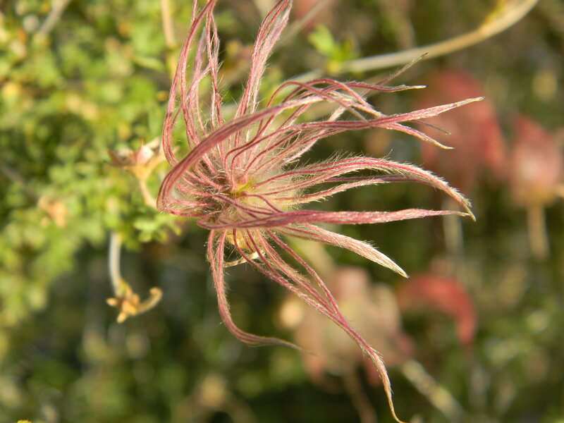 Red Feathery Flower