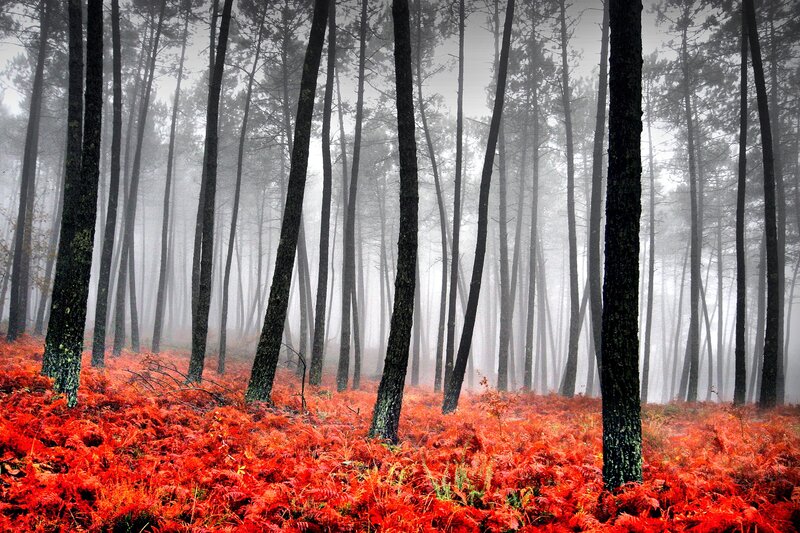Red Ferns in a Misty Forest