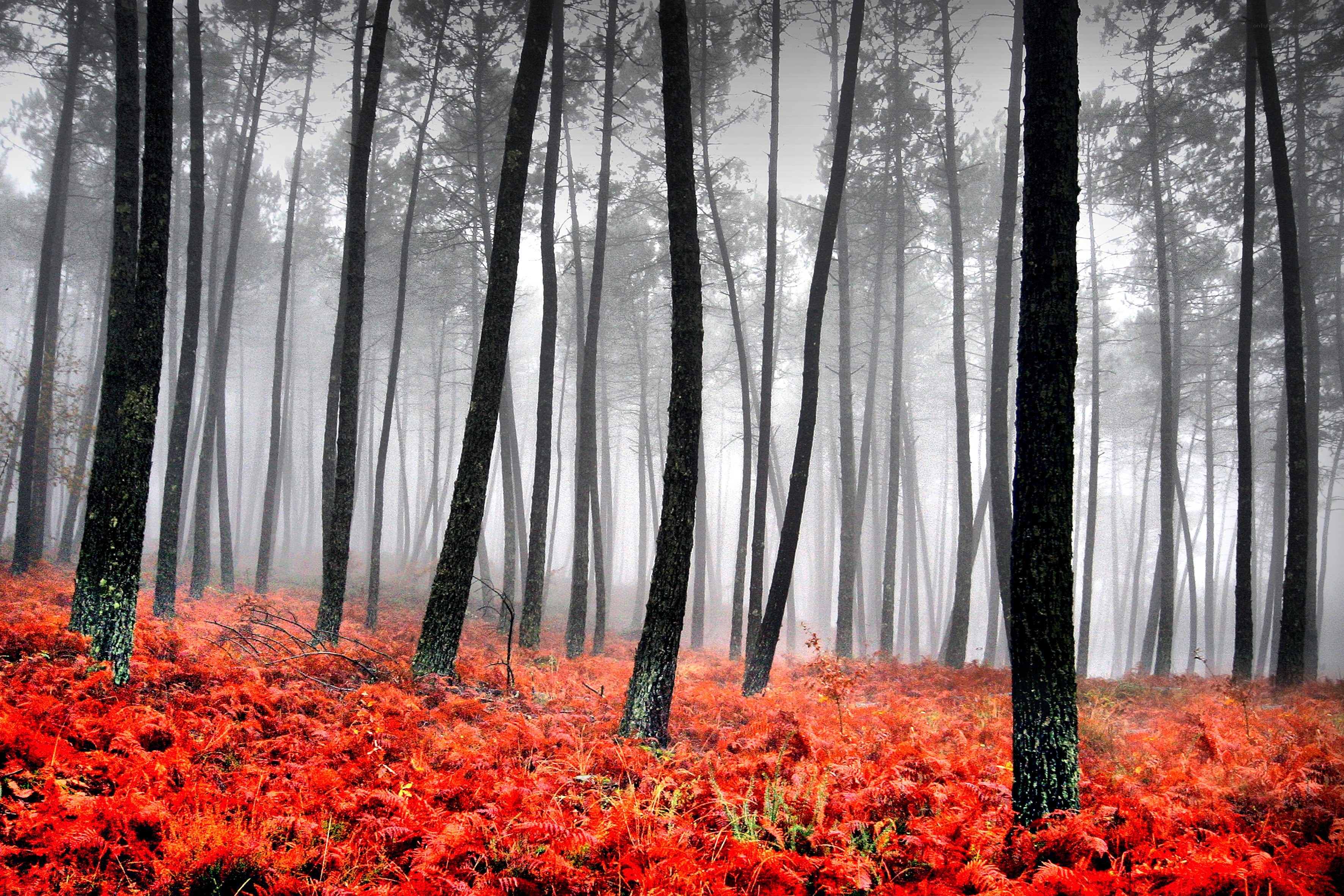 Red Ferns in a Misty Forest
