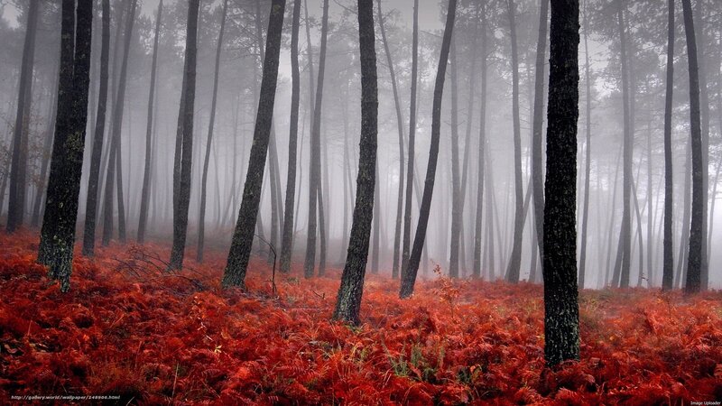 Red Ferns in Forest — Misty, Autumn