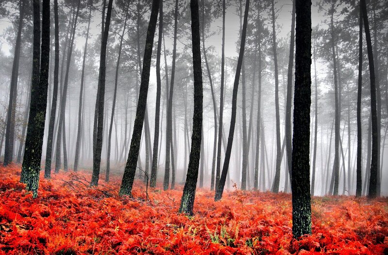 Red Ferns in Forest — Misty