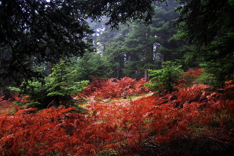 Red Ferns in Forest — Mysterious