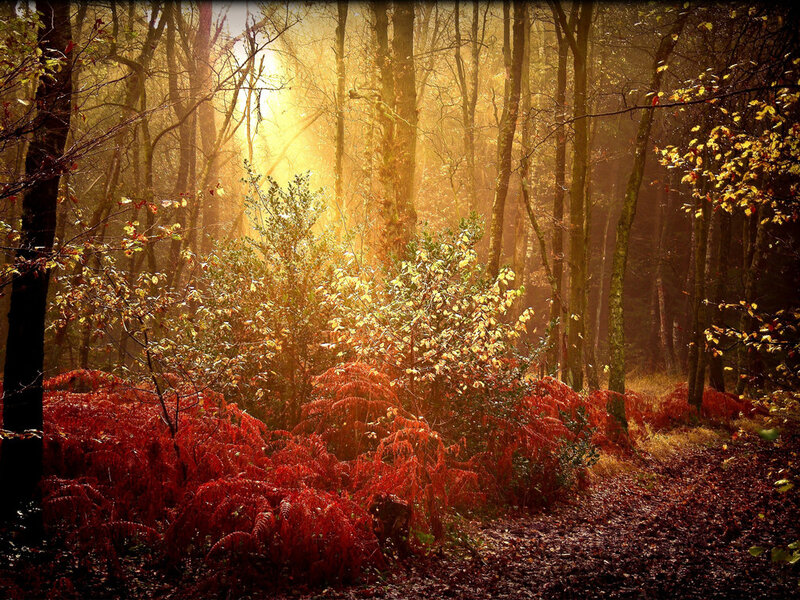 Red Ferns in Forest