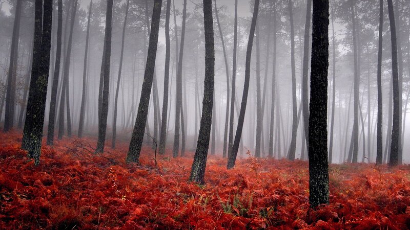 Red Ferns in Forest — Trees