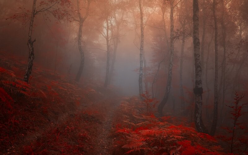 Red Ferns in Misty Forest