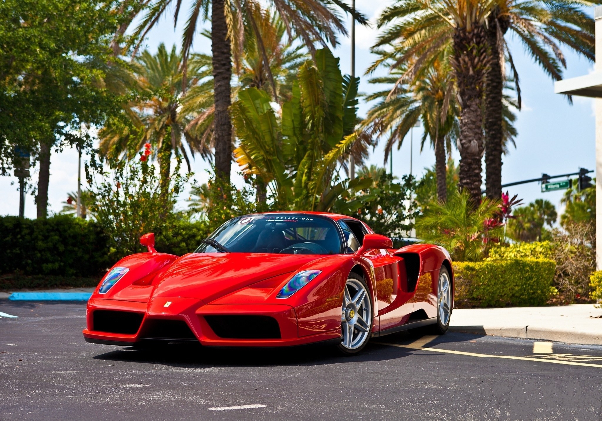 Red Ferrari Enzo in palm trees