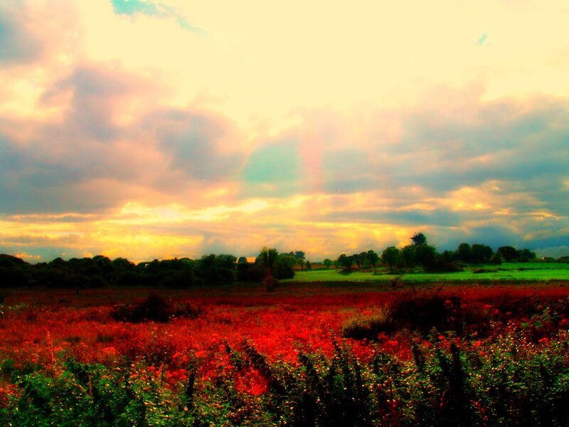 Red Field at Sunset — Dramatic
