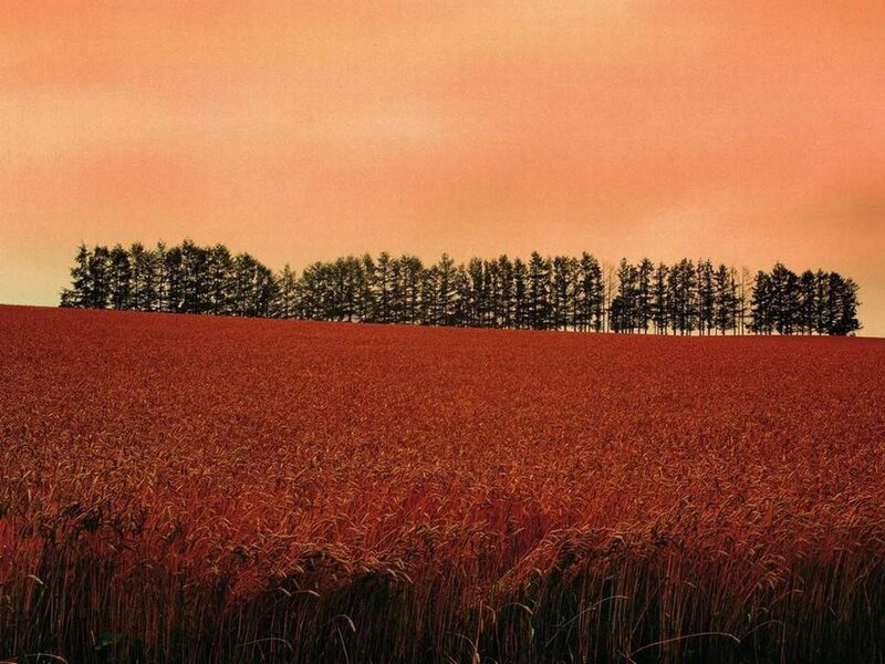 Red field at sunset