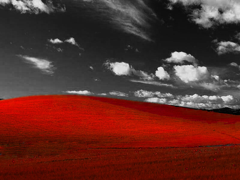 Red field under cloudy sky