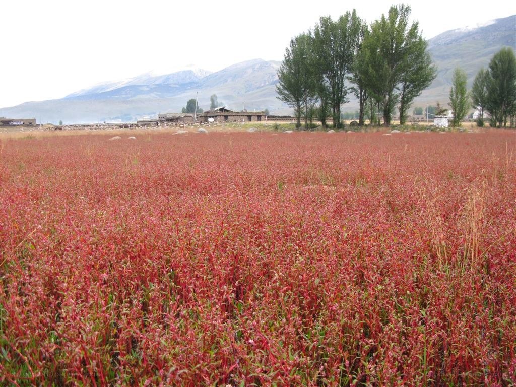 Red field with mountains
