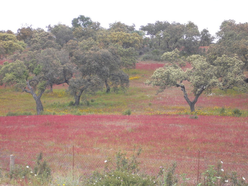 Red field with oak trees
