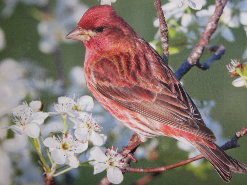 Red Finch on Branch