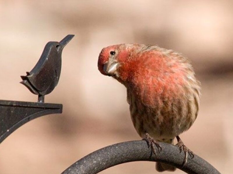 Red Finch on Metal