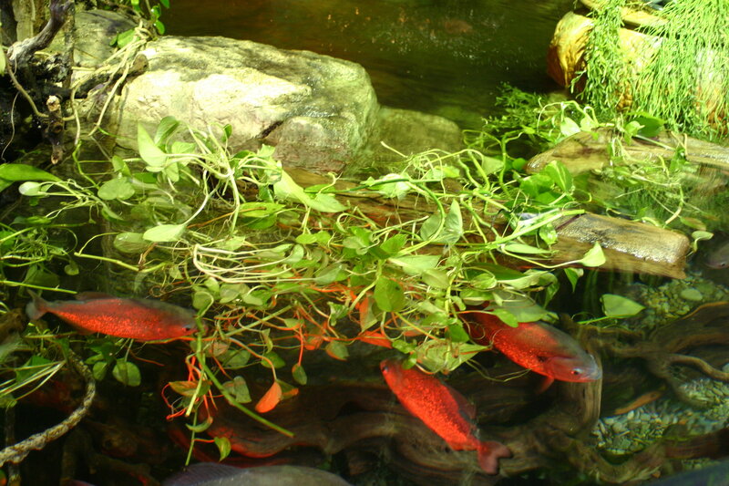 Red fish in a planted aquarium