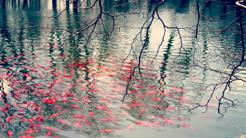 Red fish in a pond