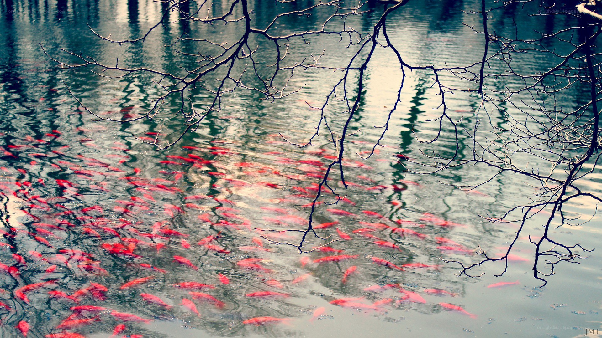 Red fish in a pond