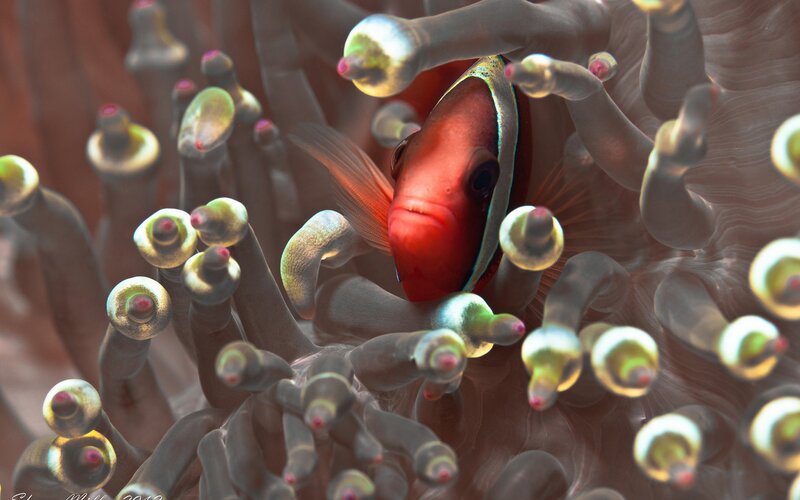 Red Fish in Anemone