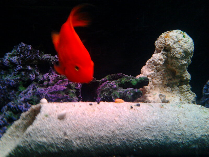 Red Fish in Aquarium — Calm, Photograph