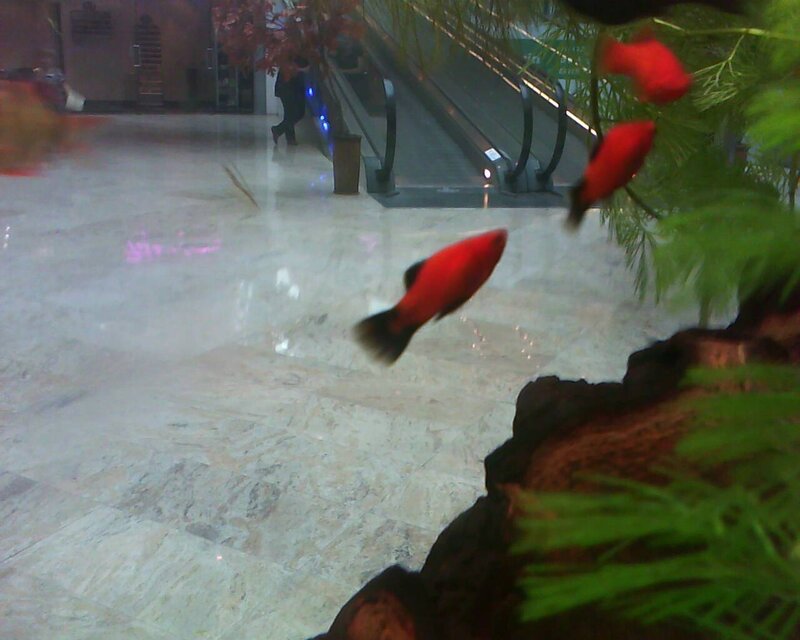 Red Fish in Aquarium — Calm
