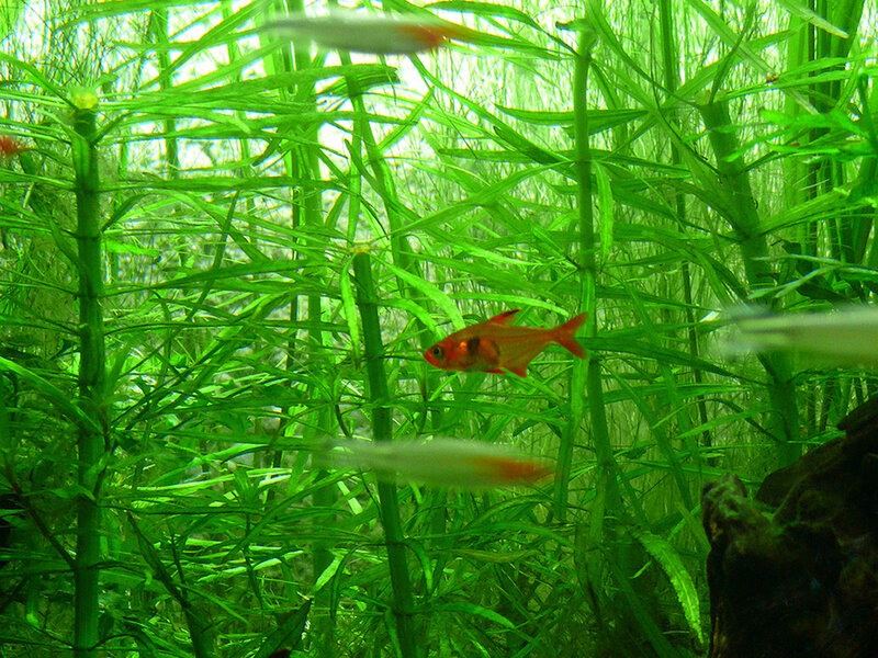 Red Fish in Aquarium — Green
