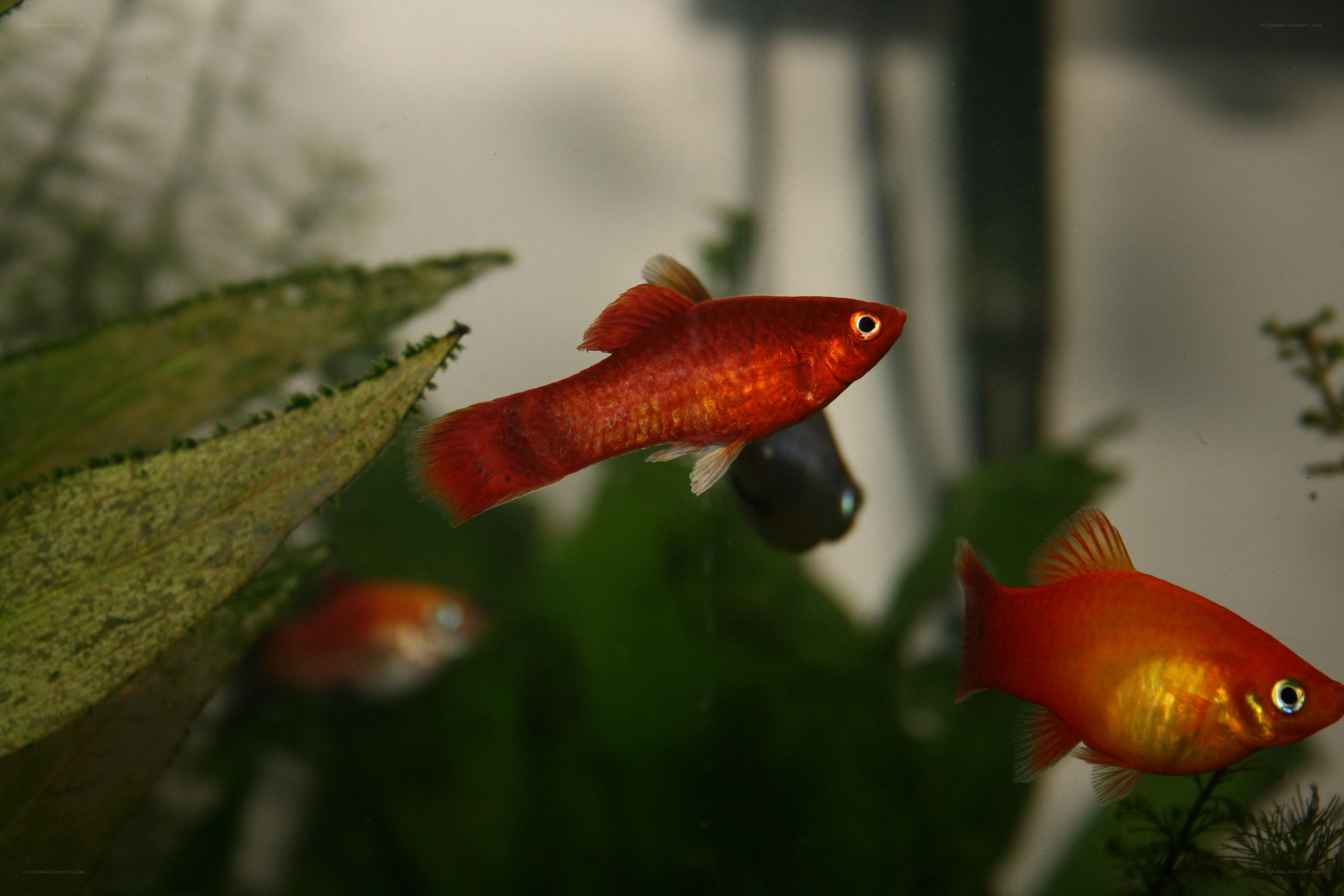 Red fish in aquarium