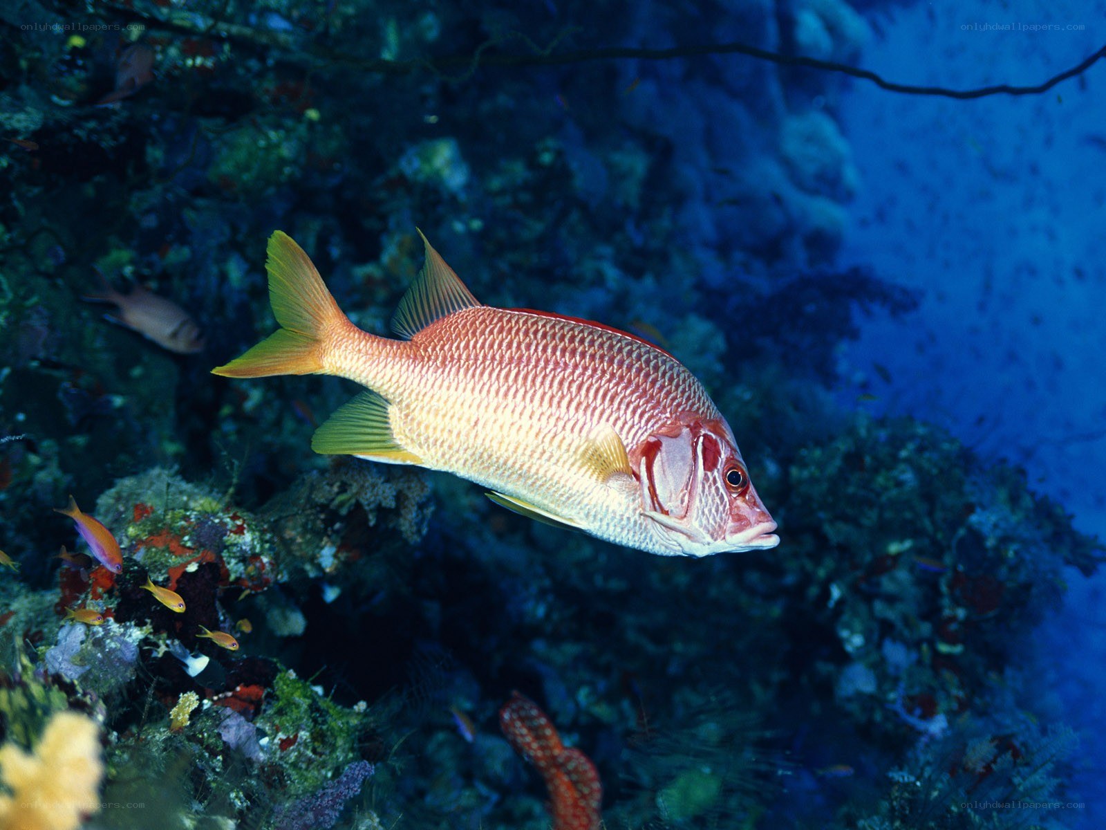Red fish in coral reef
