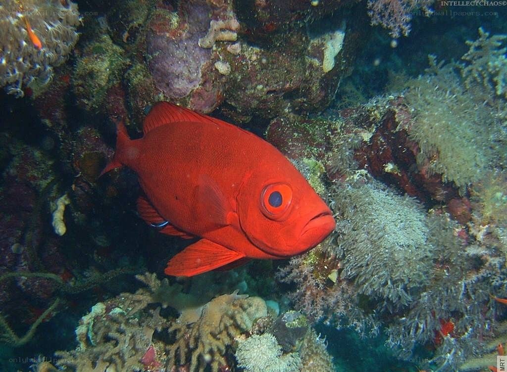Red fish in coral reef
