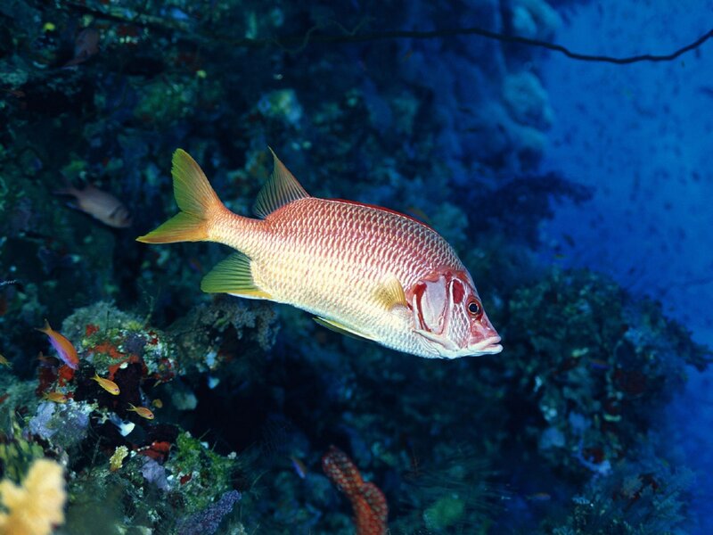 Red fish in coral reef