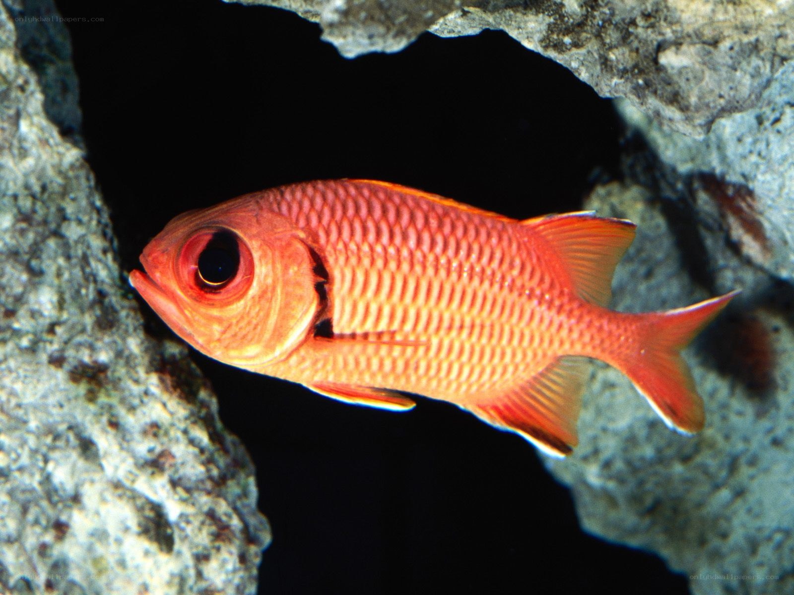 Red fish in coral reef