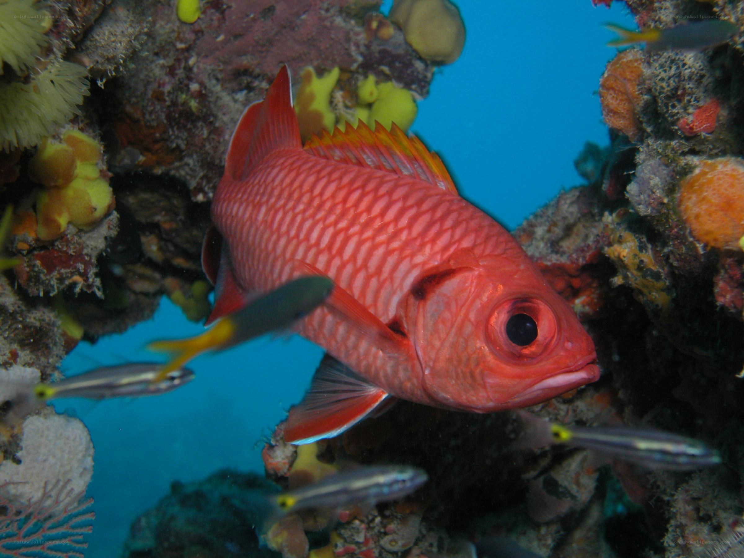 Red fish in coral reef