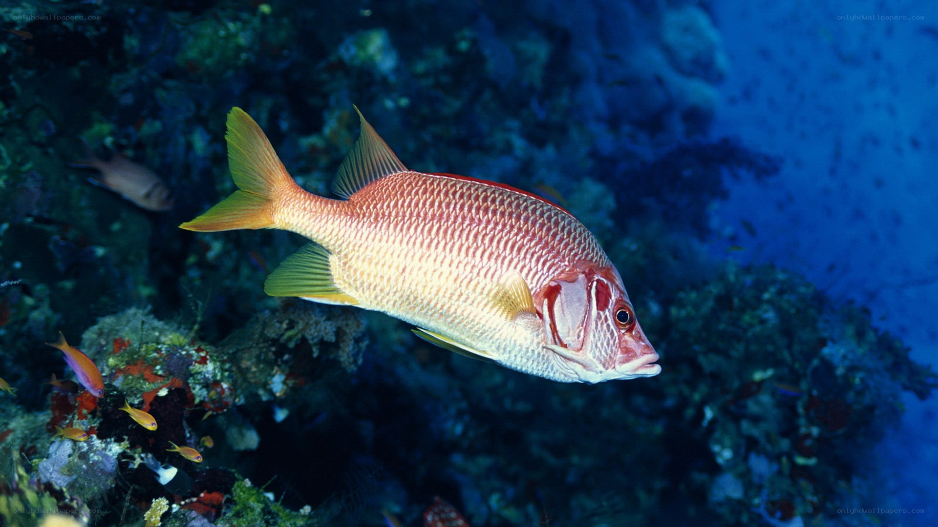 Red fish in coral reef